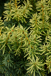 Dwarf Bright Gold Yew (Taxus cuspidata 'Dwarf Bright Gold') at The Mustard Seed