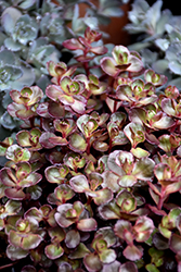 Voodoo Stonecrop (Sedum spurium 'Voodoo') at The Mustard Seed