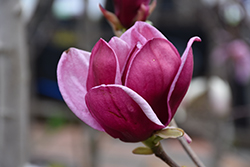 Genie Magnolia (Magnolia 'Genie') at The Mustard Seed