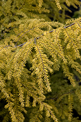 Golden Duchess Hemlock (Tsuga canadensis 'MonKinn') at The Mustard Seed