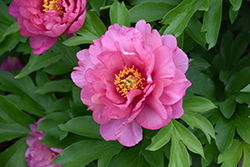 Keiko Peony (Paeonia 'Adored') at The Mustard Seed