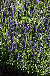 Magic Show Wizard of Ahhs Speedwell (Veronica 'Wizard of Ahhs') at The Mustard Seed