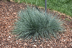 Cool As Ice Blue Fescue (Festuca glauca 'Cool As Ice') at The Mustard Seed