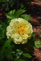 Bartzella Peony (Paeonia 'Bartzella') at The Mustard Seed