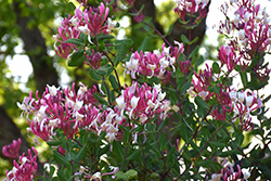 Peaches And Cream Honeysuckle (Lonicera periclymenum 'Peaches And Cream') at The Mustard Seed