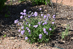 Butterfly Blue Pincushion Flower (Scabiosa 'Butterfly Blue') at The Mustard Seed