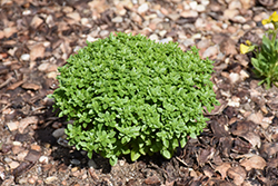 Boxwood Basil (Ocimum basilicum 'Boxwood') at The Mustard Seed