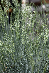 Cool As Ice Blue Fescue (Festuca glauca 'Cool As Ice') at The Mustard Seed