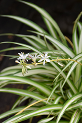 Spider Plant (Chlorophytum comosum) at The Mustard Seed