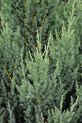 Blue Point Juniper (Juniperus chinensis 'Blue Point') at The Mustard Seed