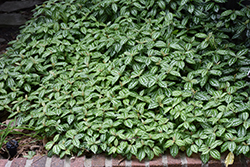 Aluminum Plant (Pilea cadierei) at The Mustard Seed