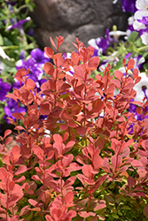 Orange Rocket Japanese Barberry (Berberis thunbergii 'Orange Rocket') at The Mustard Seed