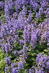 Purrsian Blue Catmint (Nepeta x faassenii 'Purrsian Blue') at The Mustard Seed