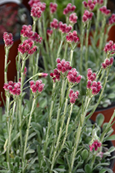 Red Pussytoes (Antennaria dioica 'Rubra') at The Mustard Seed