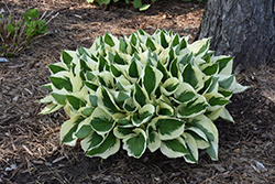 Patriot Hosta (Hosta 'Patriot') at The Mustard Seed