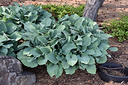 Krossa Regal Hosta (Hosta 'Krossa Regal') at The Mustard Seed