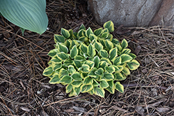 Cameo Hosta (Hosta 'Cameo') at The Mustard Seed