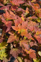 Amber Jubilee Ninebark (Physocarpus opulifolius 'Jefam') at The Mustard Seed