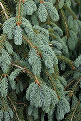 Bush's Lace Engelmann Spruce (Picea engelmannii 'Bush's Lace') at The Mustard Seed