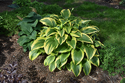 Gold-Variegated Mountain Hosta (Hosta montana 'Aureomarginata') at The Mustard Seed