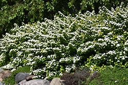 Glow Girl Birchleaf Spirea (Spiraea betulifolia 'Tor Gold') at The Mustard Seed