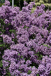 Bloomerang Dark Purple Lilac (Syringa 'SMSJBP7') at The Mustard Seed