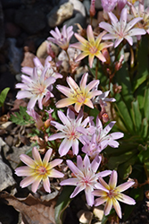 Little Peach Bitteroot (Lewisia 'Little Peach') at The Mustard Seed