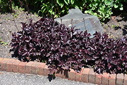 Obsidian Coral Bells (Heuchera 'Obsidian') at The Mustard Seed