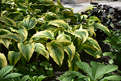 Gold-Variegated Mountain Hosta (Hosta montana 'Aureomarginata') at The Mustard Seed