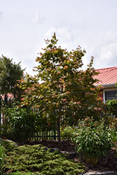 North Wind Japanese Maple (Acer 'IsINW') at The Mustard Seed