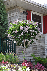 Miss Kim Lilac (tree form) (Syringa patula 'Miss Kim (tree form)') at The Mustard Seed