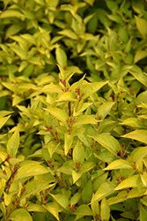 Golden Jackpot Weigela (Weigela florida 'MonRigney') at The Mustard Seed