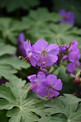 Karmina Cranesbill (Geranium x cantabrigiense 'Karmina') at The Mustard Seed