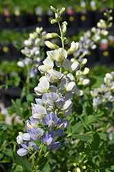 Lunar Eclipse Prairieblues False Indigo (Baptisia 'Lunar Eclipse') at The Mustard Seed
