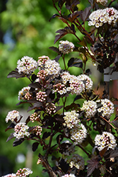 Summer Wine Ninebark (tree form) (Physocarpus opulifolius 'Seward') at The Mustard Seed