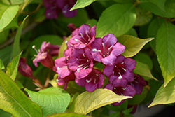 Golden Jackpot Weigela (Weigela florida 'MonRigney') at The Mustard Seed