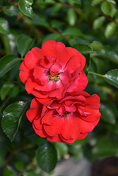 Flower Carpet Scarlet Rose (Rosa 'Flower Carpet Scarlet') at The Mustard Seed