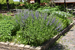 Blue Wild Indigo (Baptisia australis) at The Mustard Seed