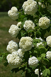 Eastern Snowball Viburnum (Viburnum opulus 'Sterile') at The Mustard Seed