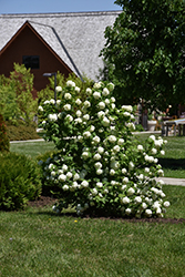 Eastern Snowball Viburnum (Viburnum opulus 'Sterile') at The Mustard Seed