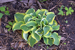 Mini Skirt Hosta (Hosta 'Mini Skirt') at The Mustard Seed