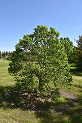 Cinnamon Curls Dwarf Korean Birch (Betula costata 'CinnDak') at The Mustard Seed