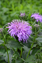 Blue Moon Beebalm (Monarda 'Blue Moon') at The Mustard Seed