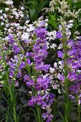 Prairie Dusk Beard Tongue (Penstemon barbatus 'Prairie Dusk') at The Mustard Seed