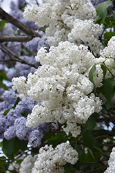 White French Lilac (Syringa vulgaris 'Alba') at The Mustard Seed