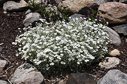 Yo Yo Snow-In-Summer (Cerastium tomentosum 'Yo Yo') at The Mustard Seed