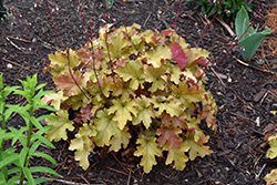 Marmalade Coral Bells (Heuchera 'Marmalade') at The Mustard Seed