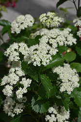 Blue Muffin Viburnum (Viburnum dentatum 'Christom') at The Mustard Seed