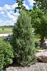 Medora Juniper (Juniperus scopulorum 'Medora') at The Mustard Seed