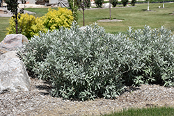 Iceberg Alley Sageleaf Willow (Salix candida 'Jefberg') at The Mustard Seed